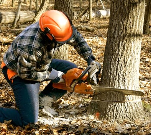 Tree Removal in Newbury, VT